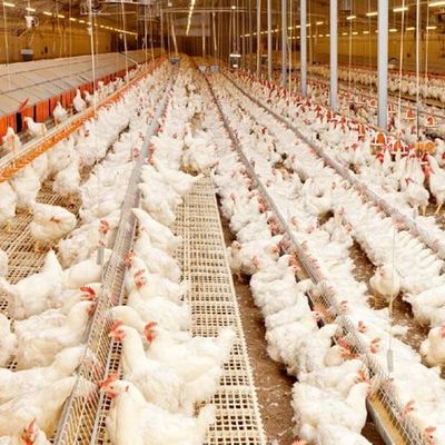 โครงสร้างไฟฟ้าโรงเลี้ยงไก่เหล็ก Prefab Q235B Q355B