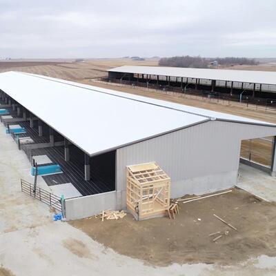 Steel Structure Cattle Shed for Livestock Farming