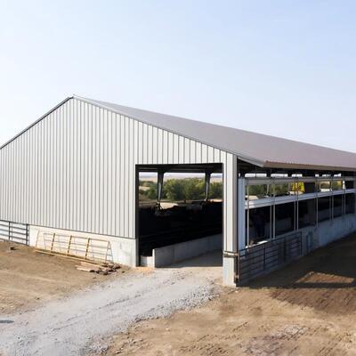 Steel Structure Cattle Shed for Livestock Farming