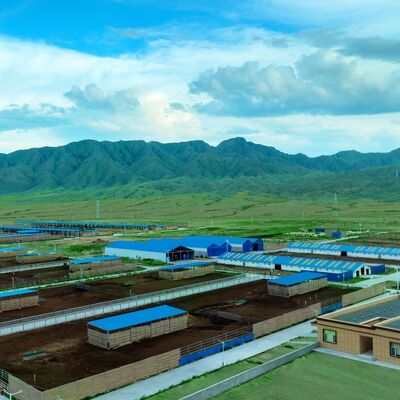 Steel Structure Cattle Shed for Livestock Farming